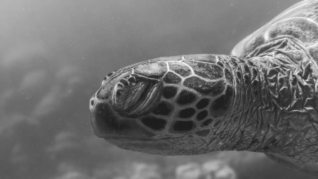 dead turtle meaning and symbolism - power and spirit animal